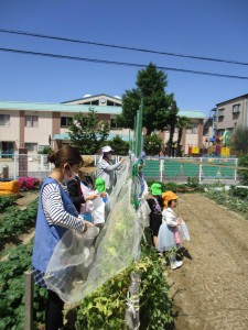 ☆幼稚園の畑 野菜の収穫☆
