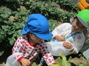 ☆幼稚園の畑 野菜の収穫☆