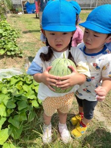 スイカを収穫しました🍉あひる・ひよこ組🍉