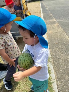 スイカを収穫しました🍉あひる・ひよこ組🍉